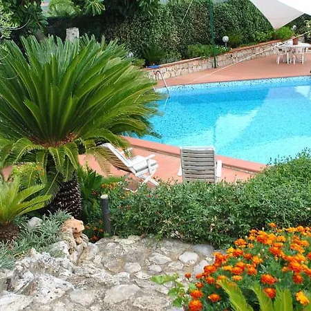 Cycas *